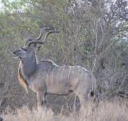 Gran Kudu en Kruger Park
