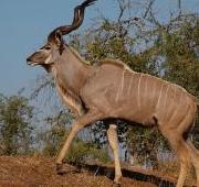 Gran Kudu Masculino, Parque Nacional Kruger, Sudáfrica