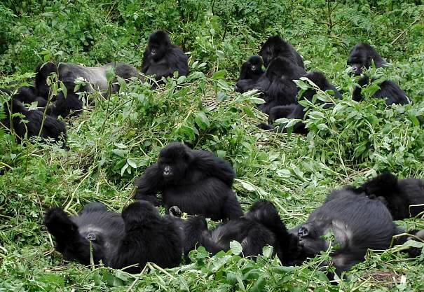 grupo de gorilas de montaña