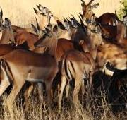 Grupo de Impala en el Parque Nacional Kruger, Sudáfrica