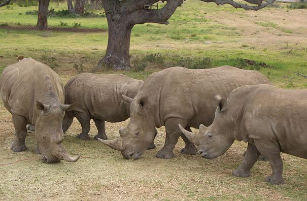 grupo rinoceronte blanco