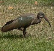 Hadada ibis cerca de Thika, Kenia.