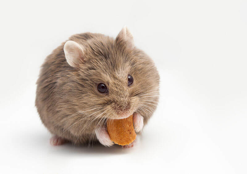 Hamster sirio con bolsillos de mejillas llenas