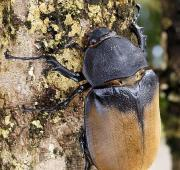 Hércules Escarabajo (Dynastes Hércules)