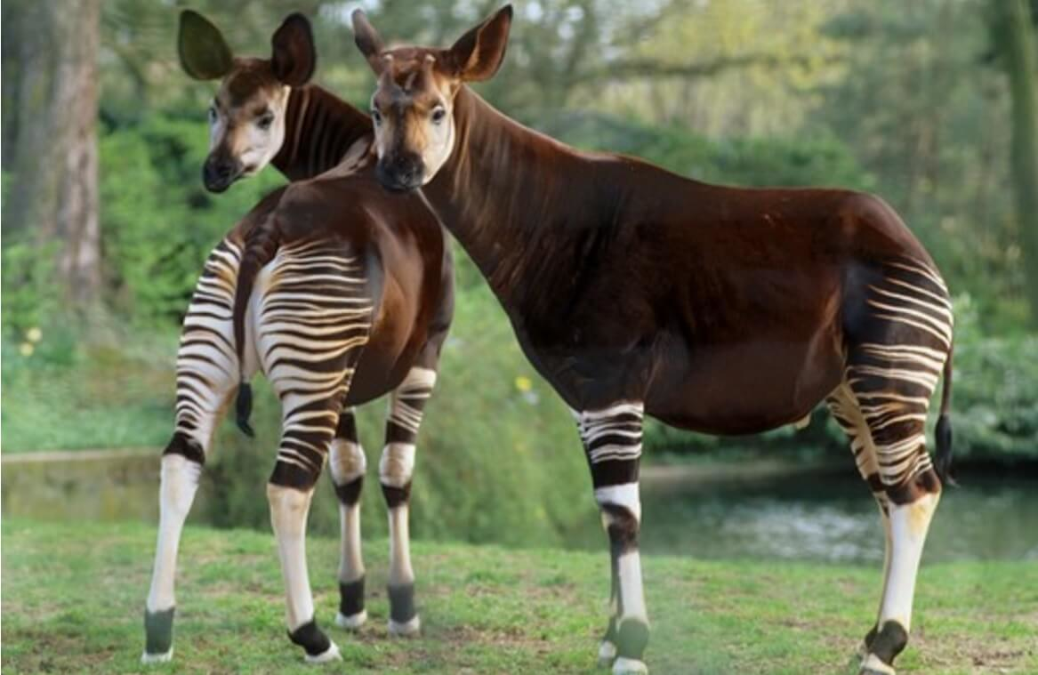 hermosa pareja de okapis