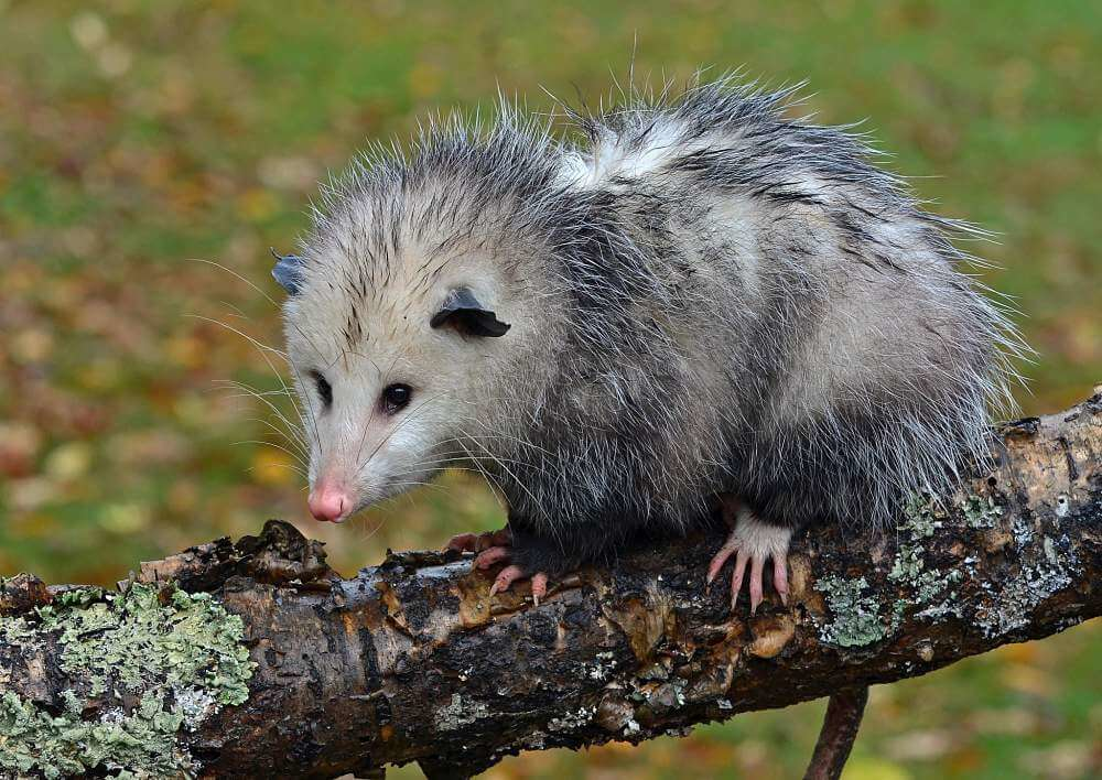 hermosa Virginia possum