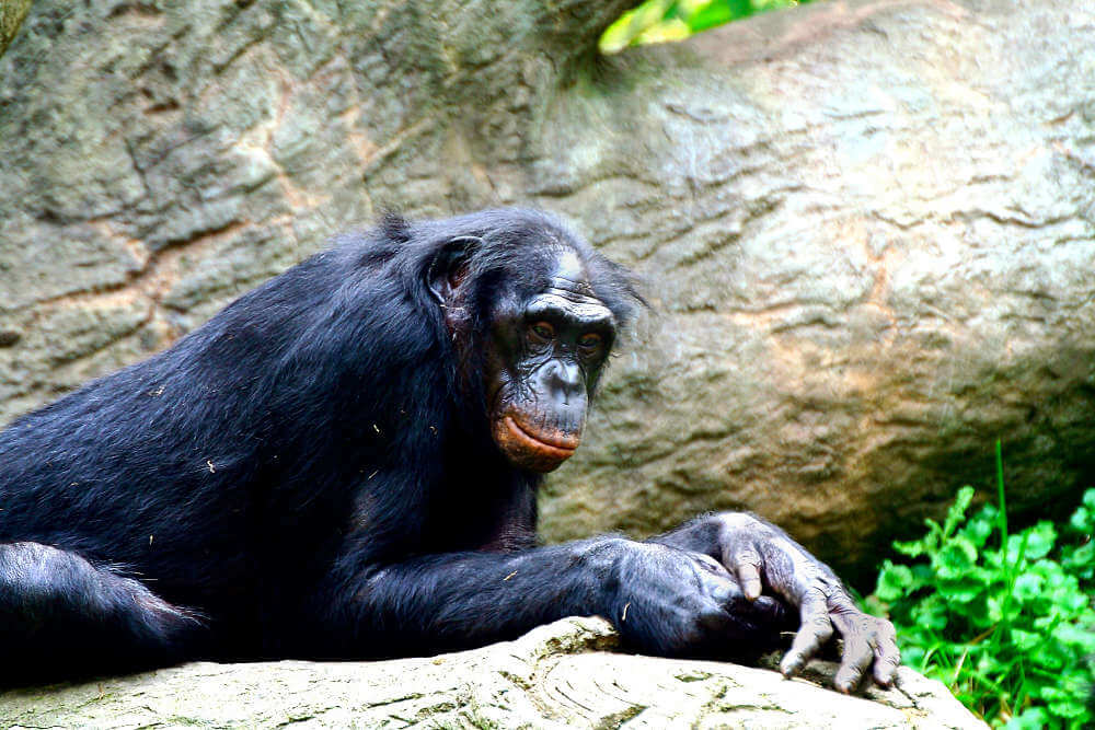 hermoso bonobo