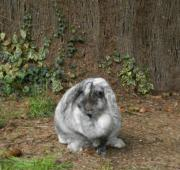 Hermoso conejo de la casa holandesa llamado Munchy