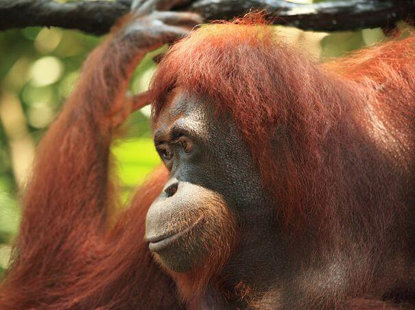 hermoso retrato orangután