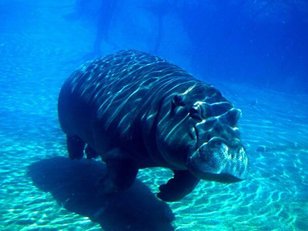 hipopótamo bajo el agua