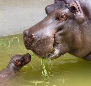 Hipopótamo hembra con pantorrilla