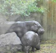 Hipopótamo pigmeo con cría en el Zoo de Colchester