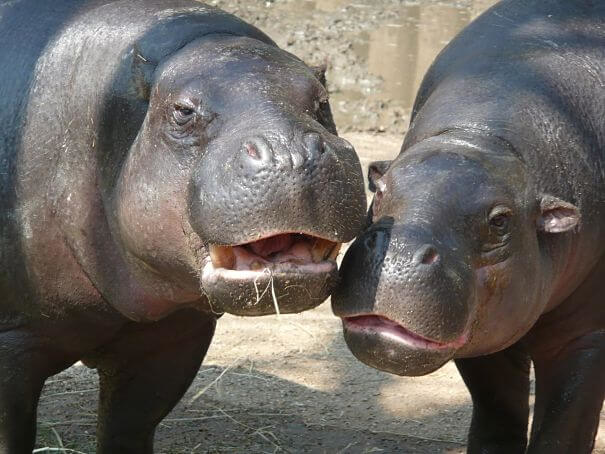 hipopótamos pigmeos