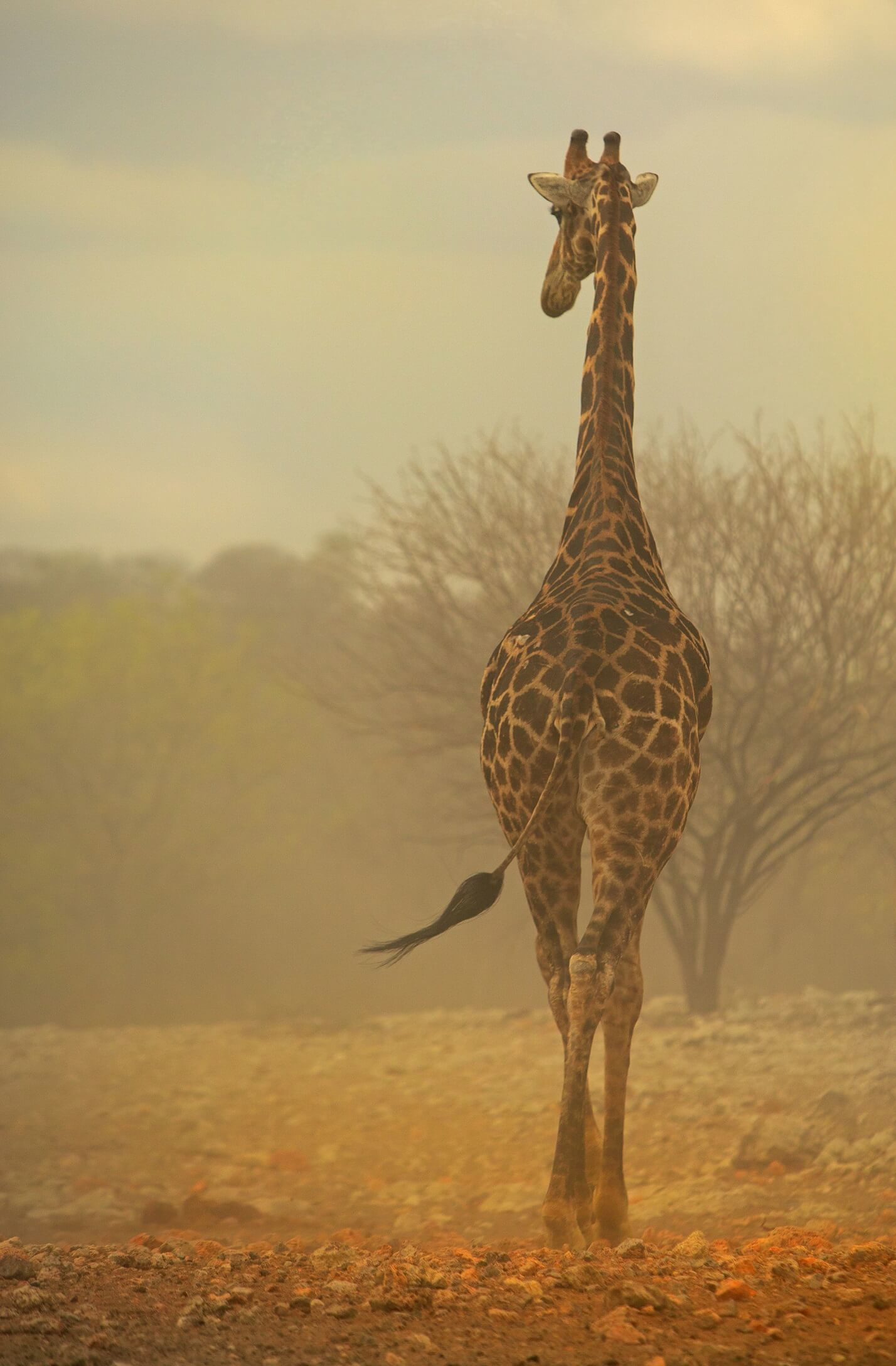 historia de la jirafa