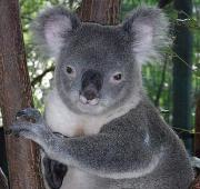 Hombre Koala (Phascolarctos cinereus) en Billabong Koala y Aussie Wildlife Park