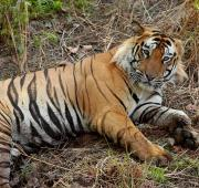 Hombre Tigre de Bengala, India
