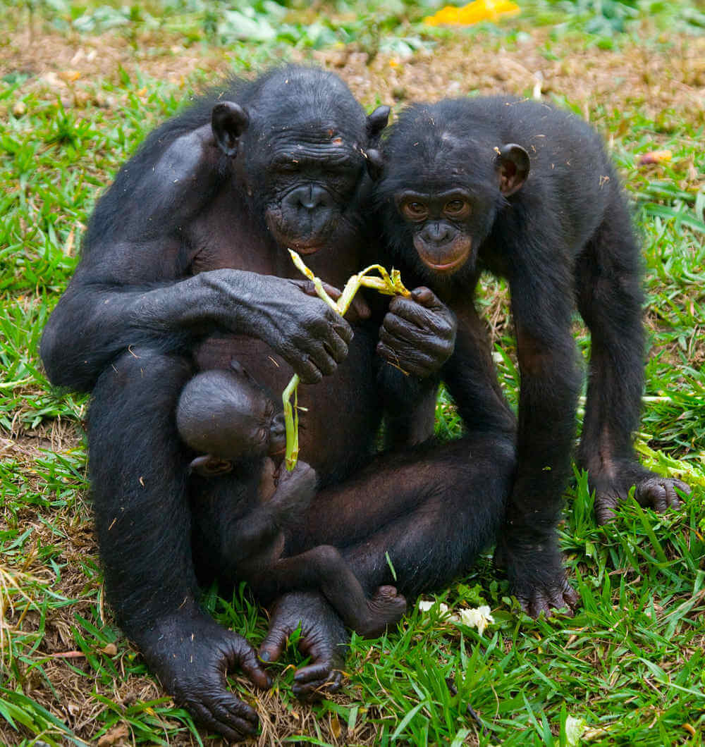 hora de la lección de bonobo