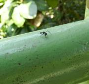 Hormiga sobre bambú, Centro de Descubrimiento del Bosque Lluvioso Sepilok