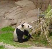 Hua Mei, el bebé panda gigante nacido en el zoológico de San Diego