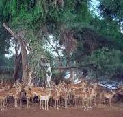 Impala (Aepyceros melampus) se resguarda de la lluvia en la Reserva Nacional Samburu, Keny