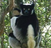 Indri en Madagascar