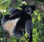 Indri indri - Reserva de Betampona, Madagascar
