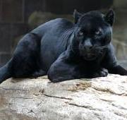 Jaguar negro en el zoológico Henry Doorly en Omaha, Nebraska