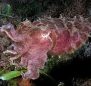 Jibia de arrecife (Sepia latimanus) coloración oscura