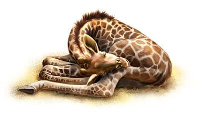 jirafa bebé durmiendo