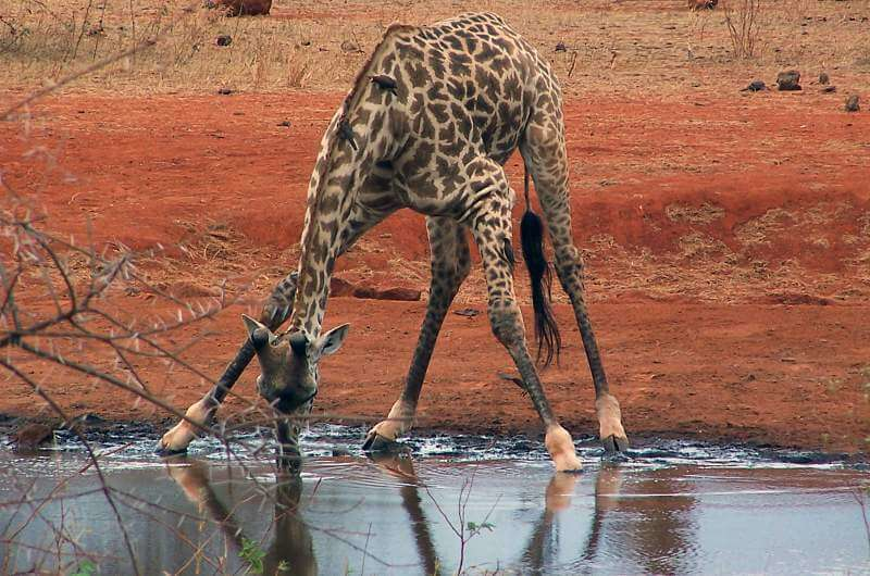 jirafa bebiendo