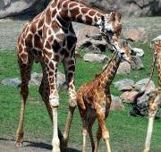 Jirafa reticulada macho y bebé (Giraffa camelopardalis reticulata), San Francisco Zo