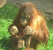 Joven Sumatran Orangután, Zoo de Moscú