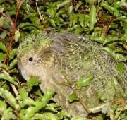 Kakapo, Pounamu, mostrando cómo el plumaje del ave actúa como camuflaje en la vegetación.