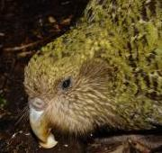 Kakapo, Pura en la isla del bacalao.