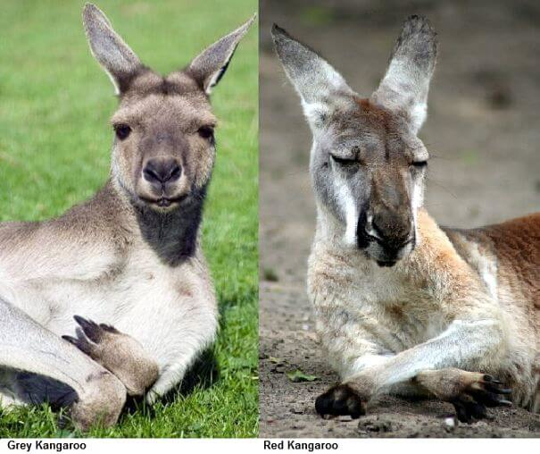kangaroo comparación rojo y gris
