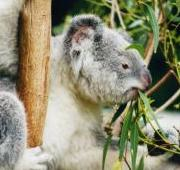 Koala comiendo