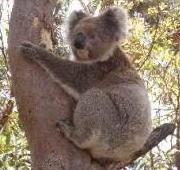 Koala en un árbol, Isla Canguro