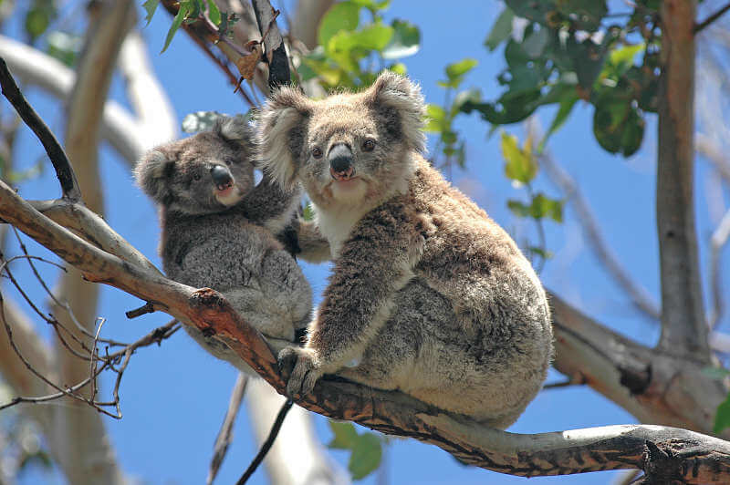 koala madre y bebé