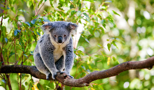 koala oso en árbol