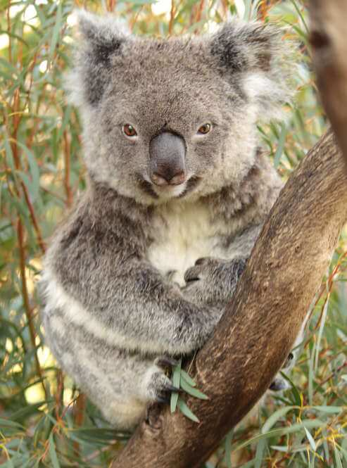 koala oso retrato