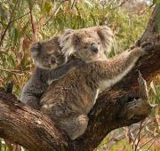 Koala y el bebé en la espalda.