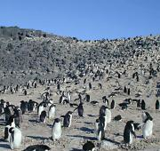La colonia de Pingüinos de Adelie en Cabo Royds en Ross Island, Antártida