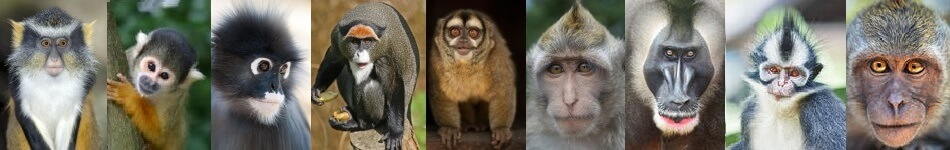 las muchas caras de los monos