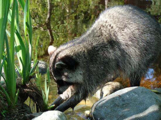 lavado de alimentos para mapaches