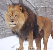 León africano, zoológico de Pittsburgh