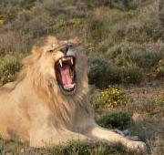 León (Panthera leo), Reserva cinegética de Blaauwbosch, Cabo Oriental, Sudáfrica