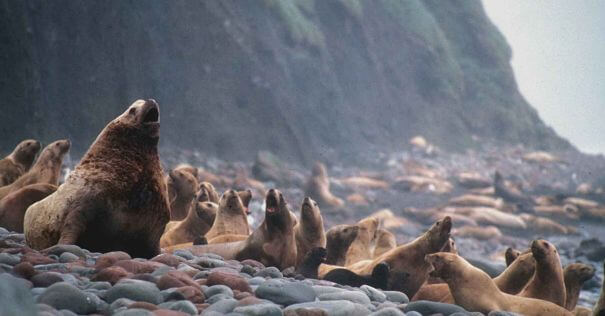 leones marinos en las rocas