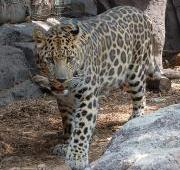 Leopardo Amur en el zoológico de Filadelfia