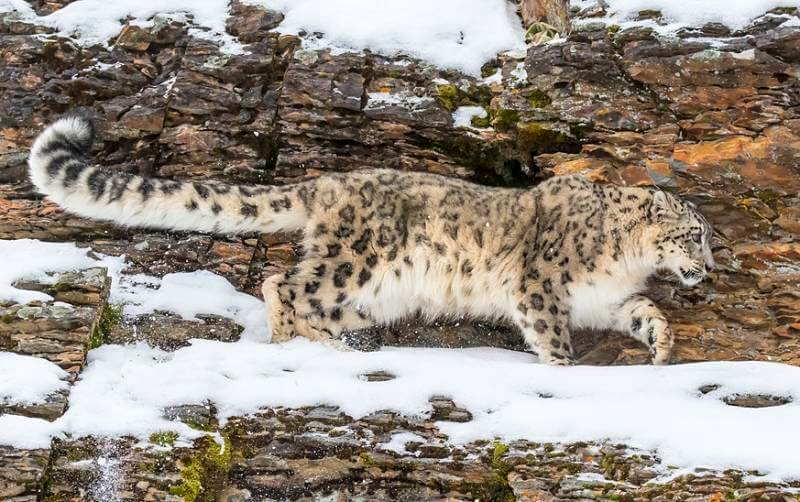 leopardo de nieve en un acantilado