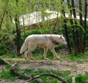 Lobo ártico en el zoológico